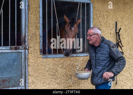 Le cheval de course Stabled Harty Racing est nourri par Sonny au Curragh, Co. Kildare, Irlande. Banque D'Images