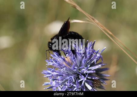 gros charpentiers noirs abeille sur un chardon globe bleu Banque D'Images