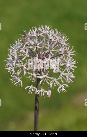 Gros plan naturel sur une floraison, oignon du Turkistan Allium karataviense sur un fond vert Banque D'Images