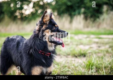 Portrait de chien berger de Bohême à l'extérieur pendant la promenade Banque D'Images