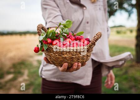 Femme tenant les prunes rouges mirabelle récoltées dans un panier en osier. Fermier cueillant et récoltant des fruits Banque D'Images