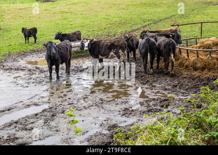 Bétail se nourrissant d'ensilage dans un champ boueux sur l'île Sherkin, West Cork, Irlande. Banque D'Images