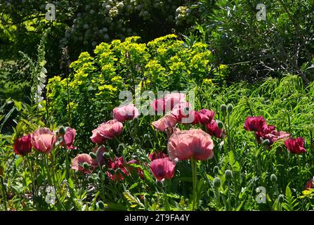 coquelicots orientaux roses et rouges Banque D'Images