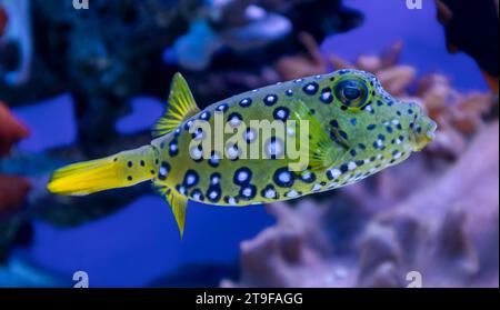 Vue rapprochée d'un Longhorn (Lactoria cornuta) cowfish Banque D'Images