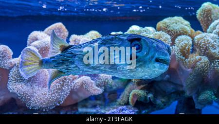 Vue rapprochée d'un porcupinefish à longue colonne vertébrale (Diodon holocanthus) Banque D'Images