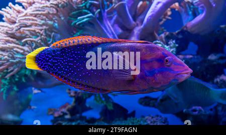 Vue rapprochée d'un wrasse à queue jaune (Coris gaimard) Banque D'Images