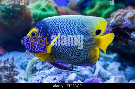 Vue rapprochée d'un poisson-ange adulte bleuet (Pomacanthus xanthometopon) Banque D'Images