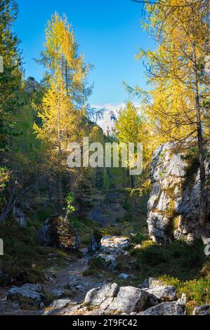 Sentier de randonnée à travers une forêt de mélèzes dans les montagnes Dolomites Banque D'Images