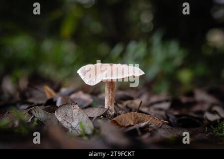 Scurfy Twiglet champignon, une espèce de Twiglets, poussant à travers la moisissure des feuilles d'un sol forestier dans la région de Dordogne en France Banque D'Images