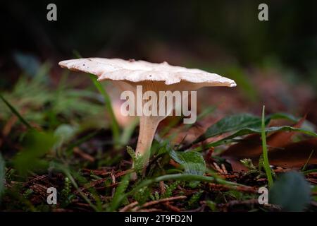 Champignon à entonnoir commun, une espèce d'entonnoirs, poussant à travers la moisissure des feuilles d'un sol forestier dans la région de Dordogne en France Banque D'Images