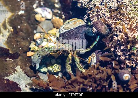 Crabe ermite avec carapace dans la réserve naturelle de point Lobos, Montery, Californie. Banque D'Images