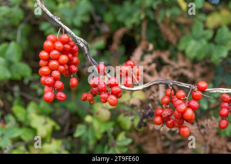 Bryony noir ; Dioscorea communis ; baies ; Royaume-Uni Banque D'Images