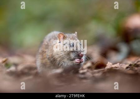 Rat brun ; Rattus norvegicus ; manger ; Royaume-Uni Banque D'Images