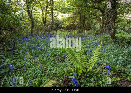 Woodland Glade avec Bluebells et Ferns ; printemps ; Royaume-Uni Banque D'Images