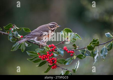 Redwing ; Turdus iliacus ; on Holly ; Royaume-Uni Banque D'Images