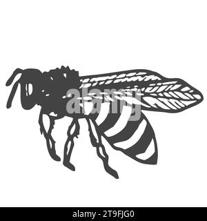 Illustration de gravure vectorielle d'abeille de miel Illustration de Vecteur