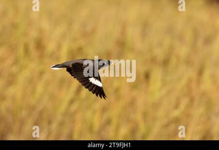 Jungle Myna est en vol. Cette photo a été prise du Bangladesh Banque D'Images