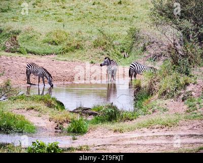 Eau potable des zèbres de plaine au point d'arrosage, parc national du Masai Mara, Kenya, Afrique Banque D'Images