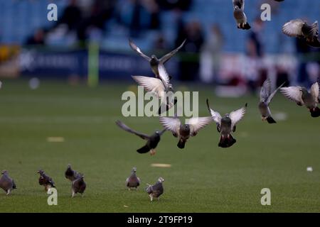 Pigeons sur le terrain avant le match du championnat Sky Bet au Den, Londres. Date de la photo : Samedi 25 novembre 2023. Banque D'Images