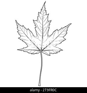 Contour de feuille d'érable argenté, illustration botanique vectorielle. Silhouette de feuille d'érable, page de livre de coloriage. Illustration de Vecteur