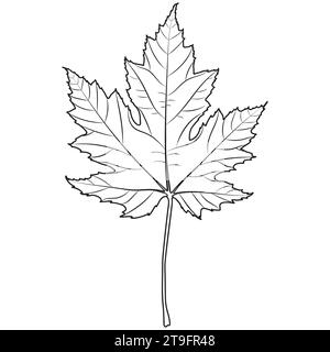 Contour de feuille d'érable argenté, illustration botanique vectorielle. Silhouette de feuille d'érable, page de livre de coloriage. Illustration de Vecteur