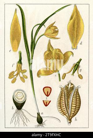 Tulipa sylvestris Tulipa sylvestris, (livre botanique, 1906), Wilde Tulpe Banque D'Images