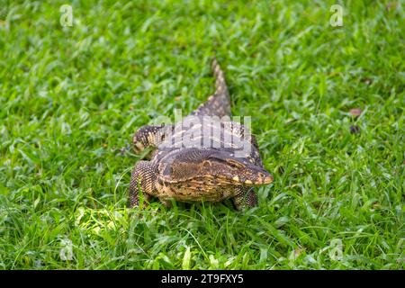 Surveillez le lézard sur l'herbe et la prairie dans un parc de la ville en Thaïlande Banque D'Images