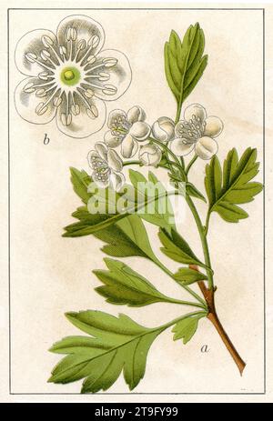 Hawthorn Crataegus monogyna, (livre botanique, 1904), Eingriffeliger Weißdorn Banque D'Images