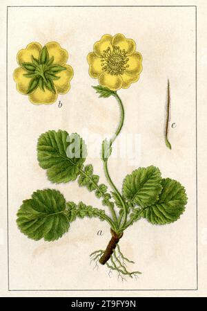 Alpine avens Geum montanum, (livre botanique, 1904), Berg-Nelkenwurz Banque D'Images