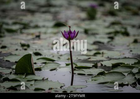 Macro photographie d'un papillon sur une fleur. Banque D'Images