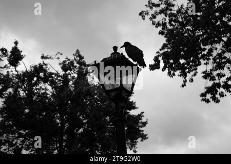 Silhouette d'un corbeau avec un arbre Banque D'Images