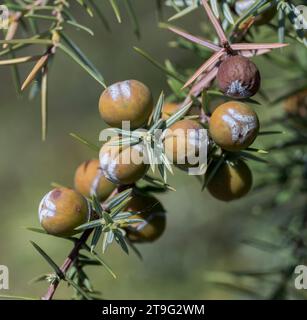 Fruits de genévrier de Cade, Juniperus oxycedrus. Photo prise à Colmenar Viejo, Madrid, Espagne Banque D'Images