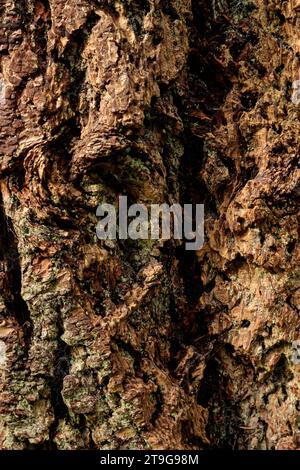 Fissures et textures dans la vieille écorce d'arbre knarly Banque D'Images