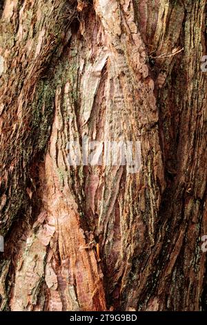 Fissures et textures dans la vieille écorce d'arbre knarly Banque D'Images