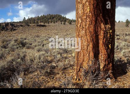 Pin ponderosa (Pinus ponderosa), Oregon Outback Scenic Byway, Deschutes National Forest, Oregon Banque D'Images