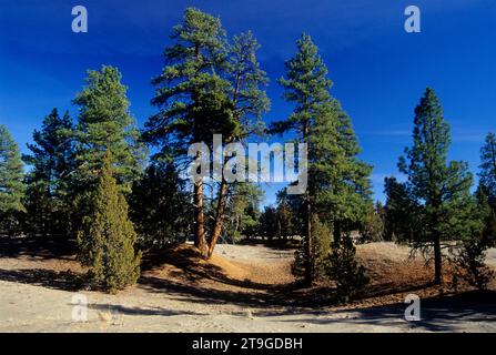 PIN de Ponderosa (Pinus ponderosa), zone naturelle de recherche forestière perdue, chemin de fond national de la vallée de Noël, Oregon Banque D'Images