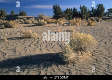 Dunes, Christmas Valley Sand Dunes Wilderness Study Area, Christmas Valley National Back Country Byway, Oregon Banque D'Images