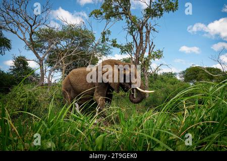 Éléphant de Bush africain - Loxodonta africana éléphant solitaire marchant sur la rive de la rivière et se nourrissant sur le buisson vert, vue rapprochée du bateau, ciel bleu dedans Banque D'Images