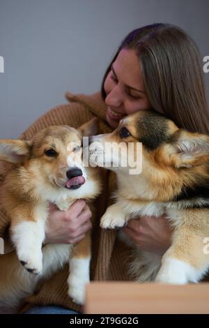 Amoureux des chiens jouant avec des corgis. Jeune femme joyeuse tenant deux chiots corgi dans les mains Banque D'Images