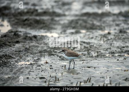 Bandar Abbas, Iran, janvier. Pluvier (Charadrius sp.) Sur le détroit d'Ormuz comme lieu d'hivernage et alimentation de la faune interstitielle du surf Banque D'Images