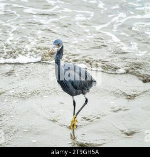 Bandar Abbas, Iran, janvier. Le héron de récif occidental (Egretta gularis) sur la côte sablonneuse du détroit d'Ormuz Banque D'Images