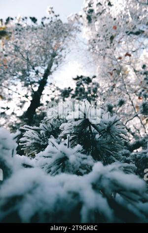 Gros plan d'un buisson enneigé depuis un angle bas. Banque D'Images
