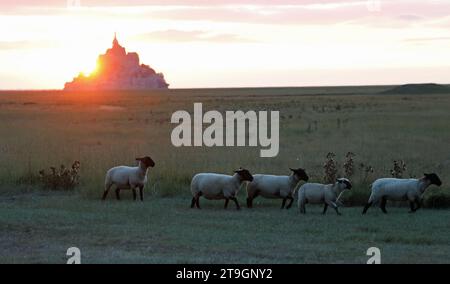 Le soleil se couche derrière l'ancienne abbaye du Mont Saint Michel dans la région Normandie de la France et un troupeau de moutons pâturant Banque D'Images