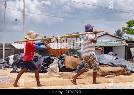 Deux pêcheurs transportent un grand panier de poissons entre un poteau de bambou sur la plage de Negombo au Sri Lanka Banque D'Images