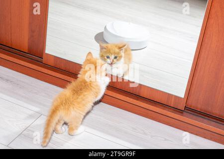 Un petit chaton rouge regarde dans le miroir dans le placard. Élever des animaux domestiques. Banque D'Images