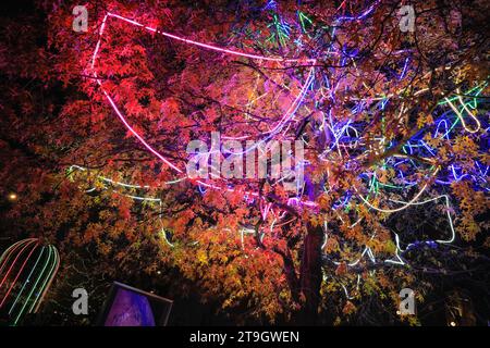 Londres, Royaume-Uni. 25 novembre 2023. Un arbre illuminé apporte des lumières colorées et festives à l'extérieur du gymnase allemand juste à l'extérieur de la gare de Kings Cross ce soir. Crédit : Imageplotter/Alamy Live News Banque D'Images