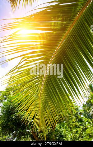 Feuille de palmier de noix de coco sur fond de ciel bleu et de soleil brillant. Photo verticale. Banque D'Images