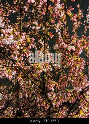 Cerisiers en fleurs photographiés à faible lumière artificielle la nuit - vertical Banque D'Images