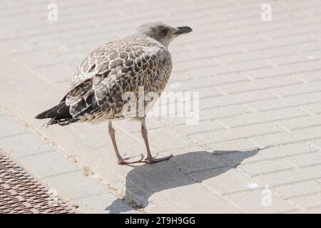 Photo avec mise au point sélective. Jeune goéland hareng européen, Larus argentatus. Banque D'Images