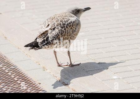 Photo avec mise au point sélective. Jeune goéland hareng européen, Larus argentatus. Banque D'Images